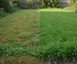 Gazonherstel graszaad