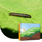 Joyfields Aaltjes tegen emelten (Steinernema carpocapsae) [nl]