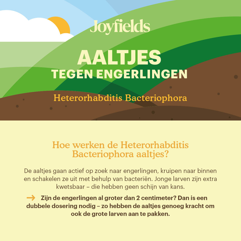 Joyfields Aaltjes tegen engerlingen (Heterorhabditis bacteriophora) [nl]