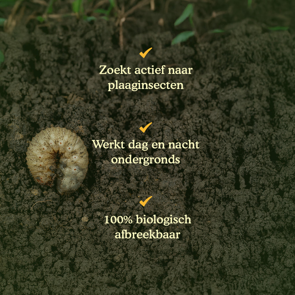 Joyfields Aaltjes tegen engerlingen (Heterorhabditis bacteriophora) [nl]