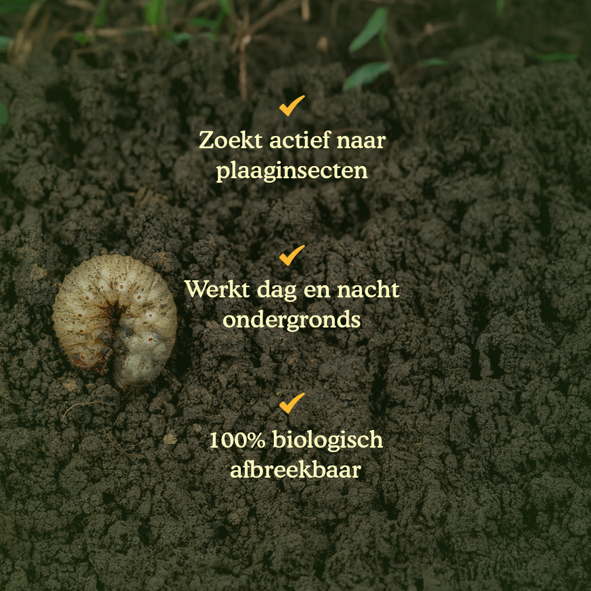 Joyfields Aaltjes tegen engerlingen (Heterorhabditis bacteriophora) [nl]