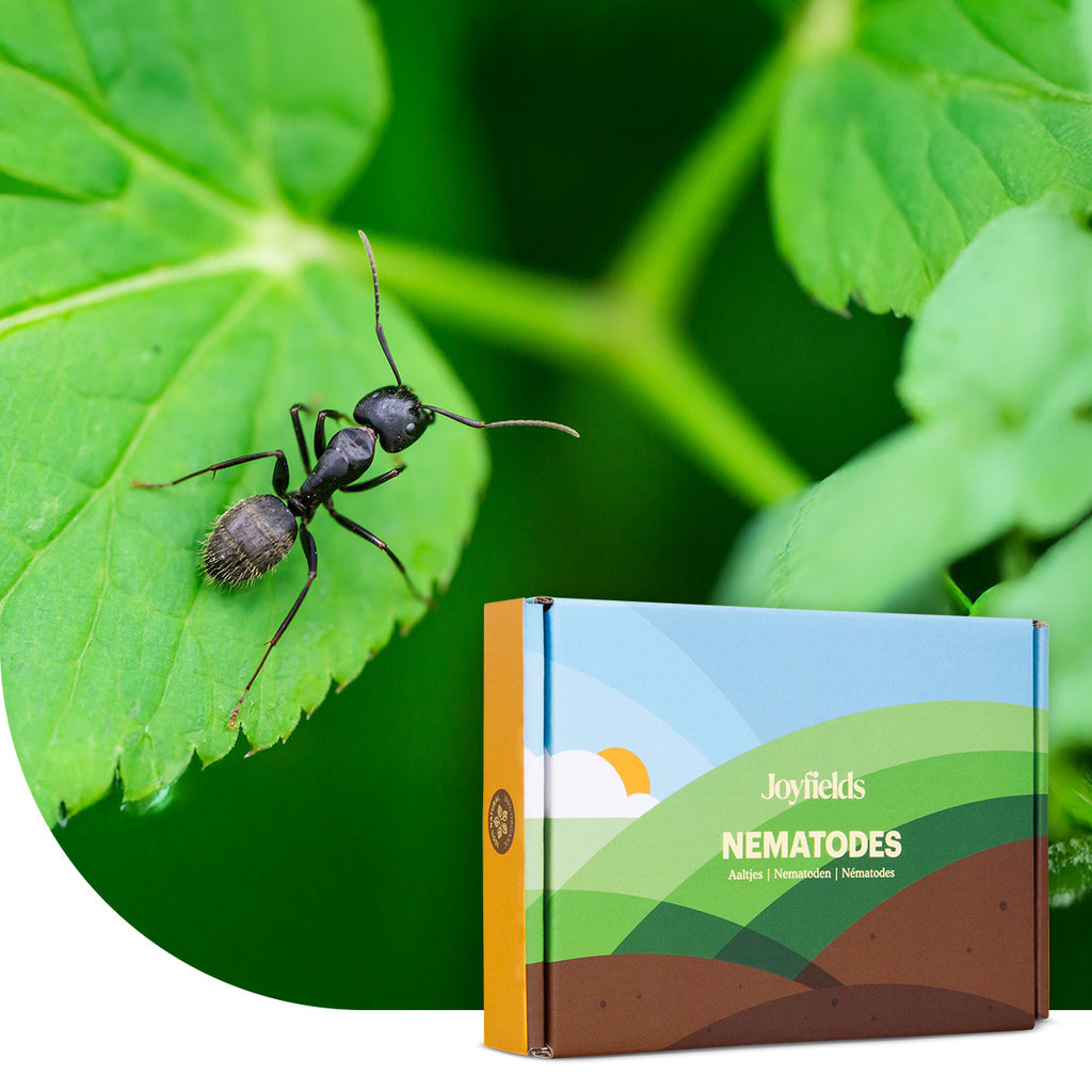 Joyfields Aaltjes tegen mieren (Steinernema feltiae) [nl]