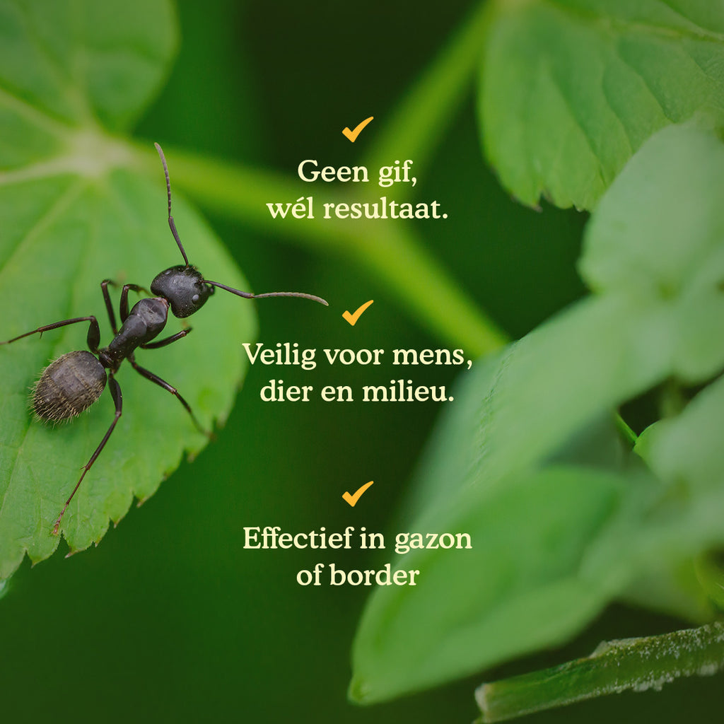 Joyfields Aaltjes tegen mieren (Steinernema feltiae) [nl]