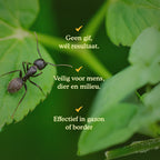 Joyfields Aaltjes tegen mieren (Steinernema feltiae) [nl]