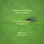 Joyfields Aaltjes tegen rouwvliegjes (Steinernema feltiae) [nl]