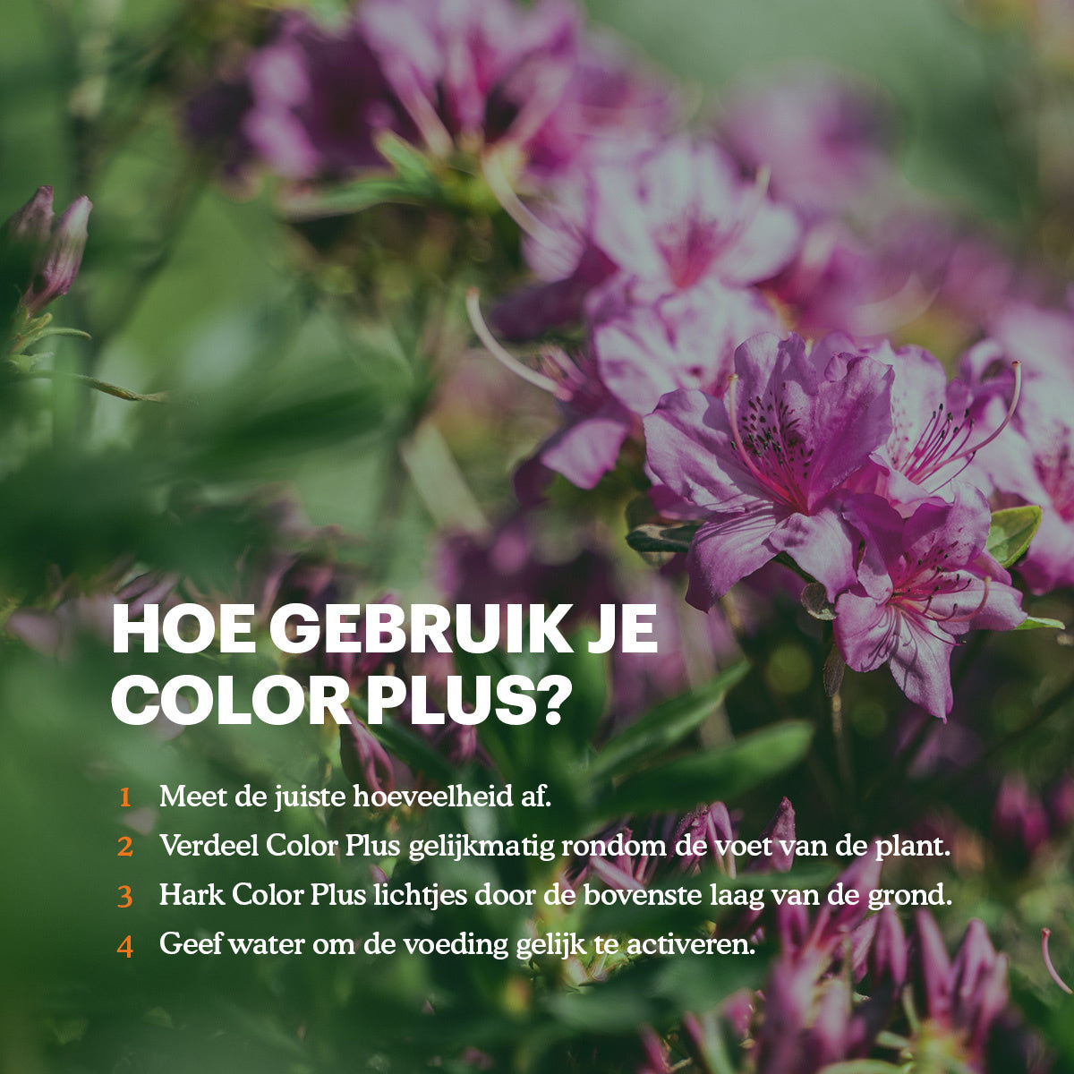 Joyfields Color Plus – Rhodo, Hortensia en Azalea meststof - 3 kg [nl]