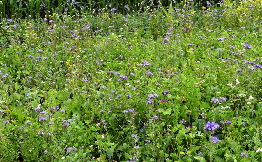 Lord Noords Wildakkermengsel [nl]