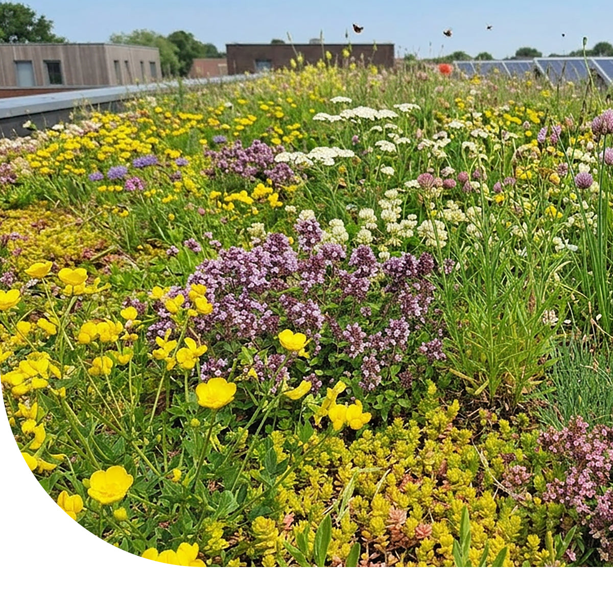 MRS Seeds & Mixtures Sedumdak Bloemenmengsel