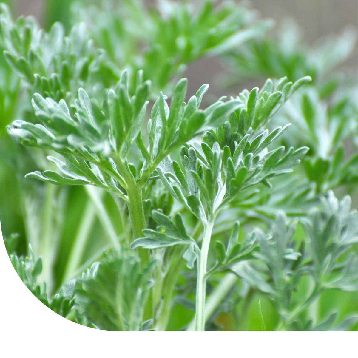 MRS Seeds & Mixtures Absintalsem - Artemisia absinthium