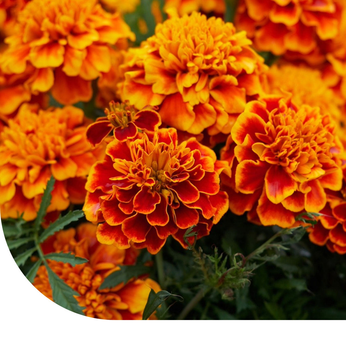 MRS Seeds & Mixtures Afrikaantje (lage) 'Bonita'