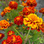 MRS Seeds & Mixtures Afrikaantje (lage) 'Bonita' [nl]