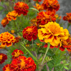 MRS Seeds & Mixtures Afrikaantje (lage) 'Bonita' [nl]