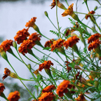 MRS Seeds & Mixtures Afrikaantjes - Tagetes Patula [nl]