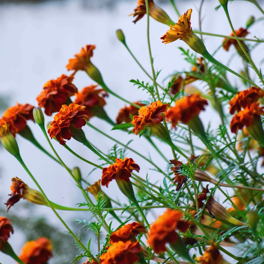 MRS Seeds & Mixtures Afrikaantjes - Tagetes Patula [nl]