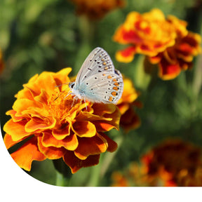 MRS Seeds & Mixtures Afrikaantjes - Tagetes Patula