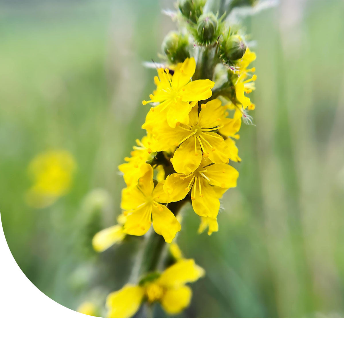 MRS Seeds & Mixtures Aigremoine eupatoire – Agrimonia eupatoria [fr]