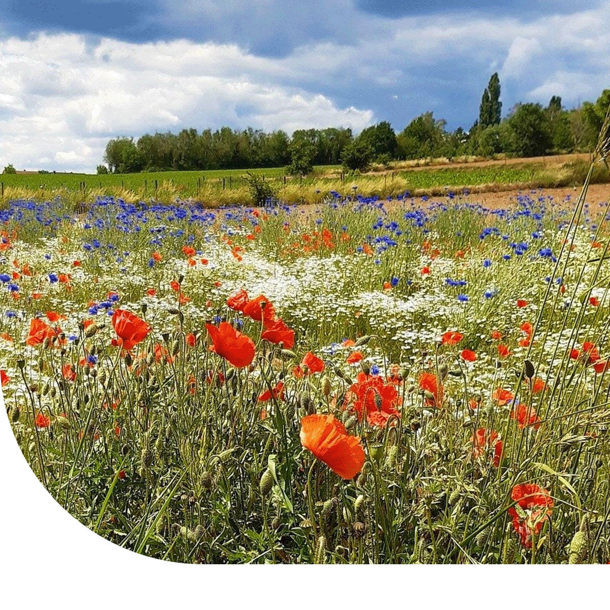 MRS Seeds & Mixtures Akkerbloemen A6 - 1-jarig