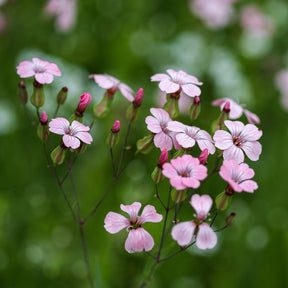 MRS Seeds & Mixtures Akkerflora 10-tal [nl]