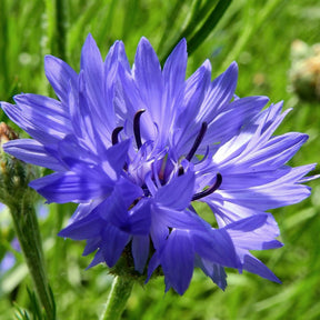 MRS Seeds & Mixtures Akkerflora 10-tal [nl]