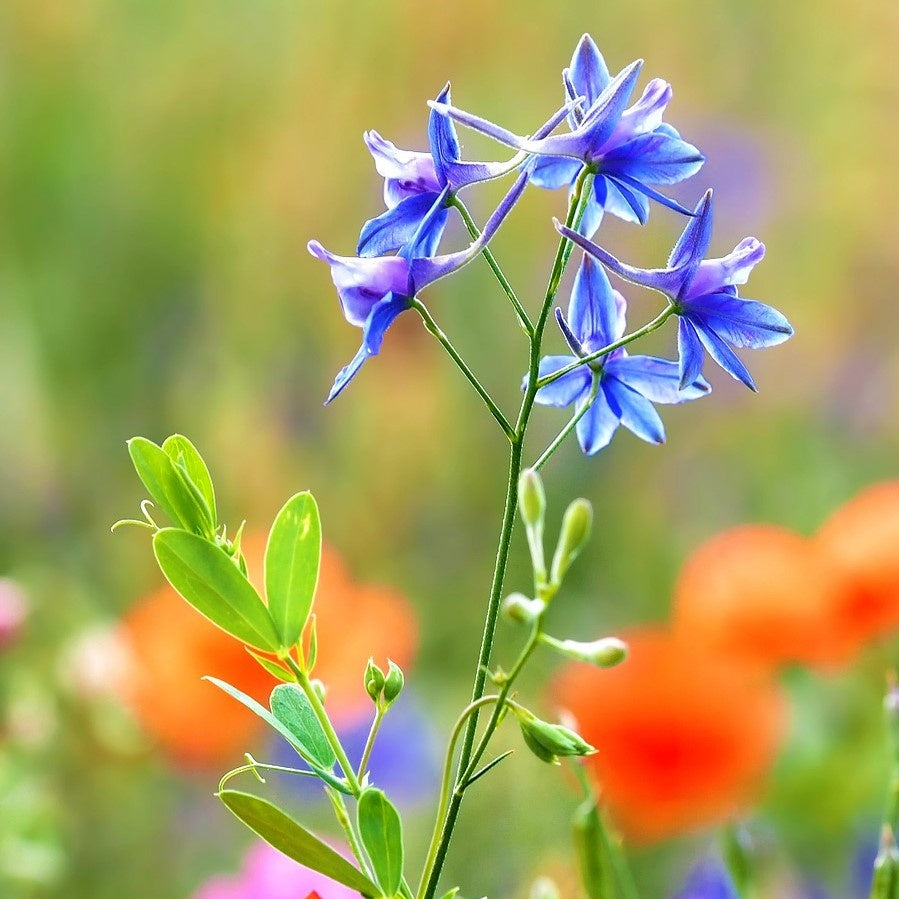 MRS Seeds & Mixtures Akkerflora 10-tal [nl]