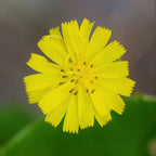 MRS Seeds & Mixtures Akkerflora 10-tal [nl]