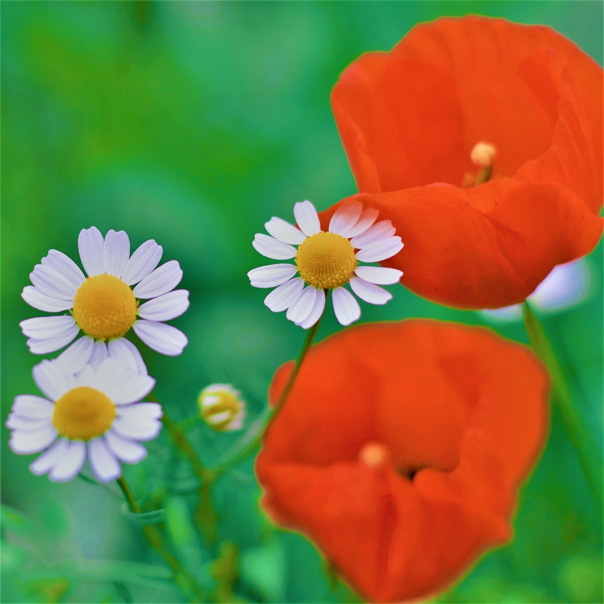 MRS Seeds & Mixtures Akkerflora 10-tal [nl]