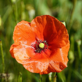 MRS Seeds & Mixtures Akkerflora 10-tal [nl]
