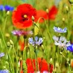 MRS Seeds & Mixtures Akkerflora 10-tal [nl]