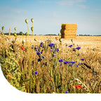 MRS Seeds & Mixtures Akkerflora 10-tal