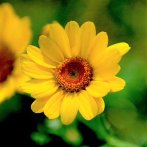 MRS Seeds & Mixtures Akkerflora 6-tal [nl]