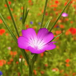 MRS Seeds & Mixtures Akkerflora 6-tal [nl]