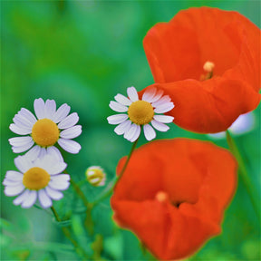 MRS Seeds & Mixtures Akkerflora 6-tal [nl]