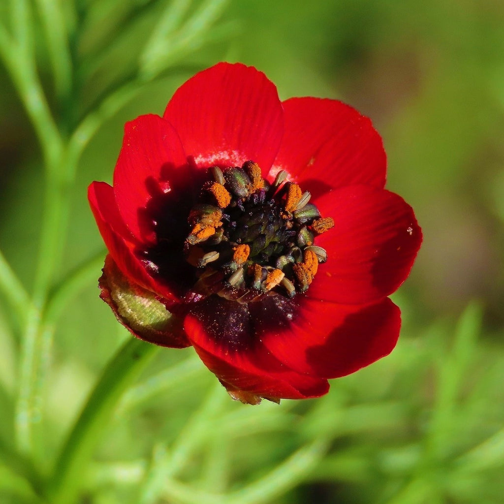 MRS Seeds & Mixtures Akkerflora 6-tal [nl]