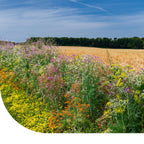 MRS Seeds & Mixtures Akkerrandmengsel Bestuiving