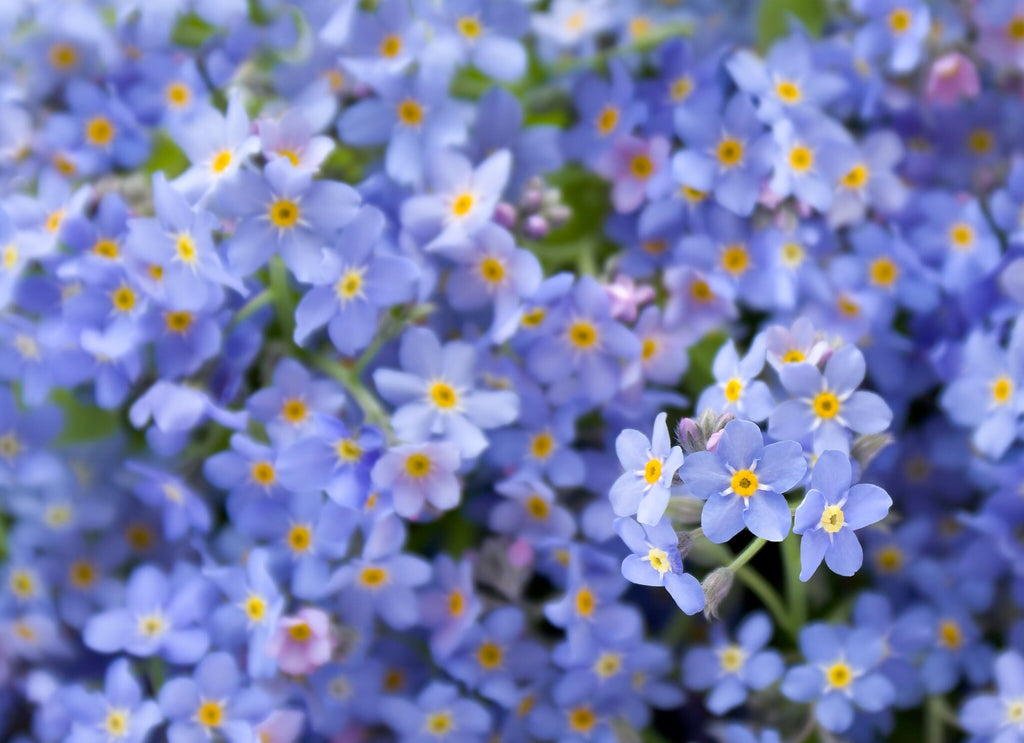 MRS Seeds & Mixtures Akkervergeet-mij-nietje – Myosotis arvensis [nl]