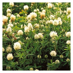 MRS Seeds & Mixtures Alexandrijnse Klaver