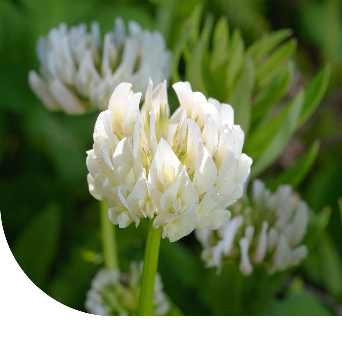 MRS Seeds & Mixtures Alexandrijnse Klaver