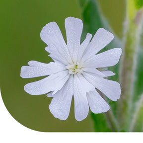 MRS Seeds & Mixtures Avondkoekoeksbloem - Silene latifolia