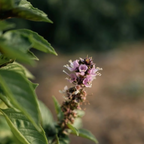 MRS Seeds & Mixtures Basilicum zaden - Kaneel [nl]