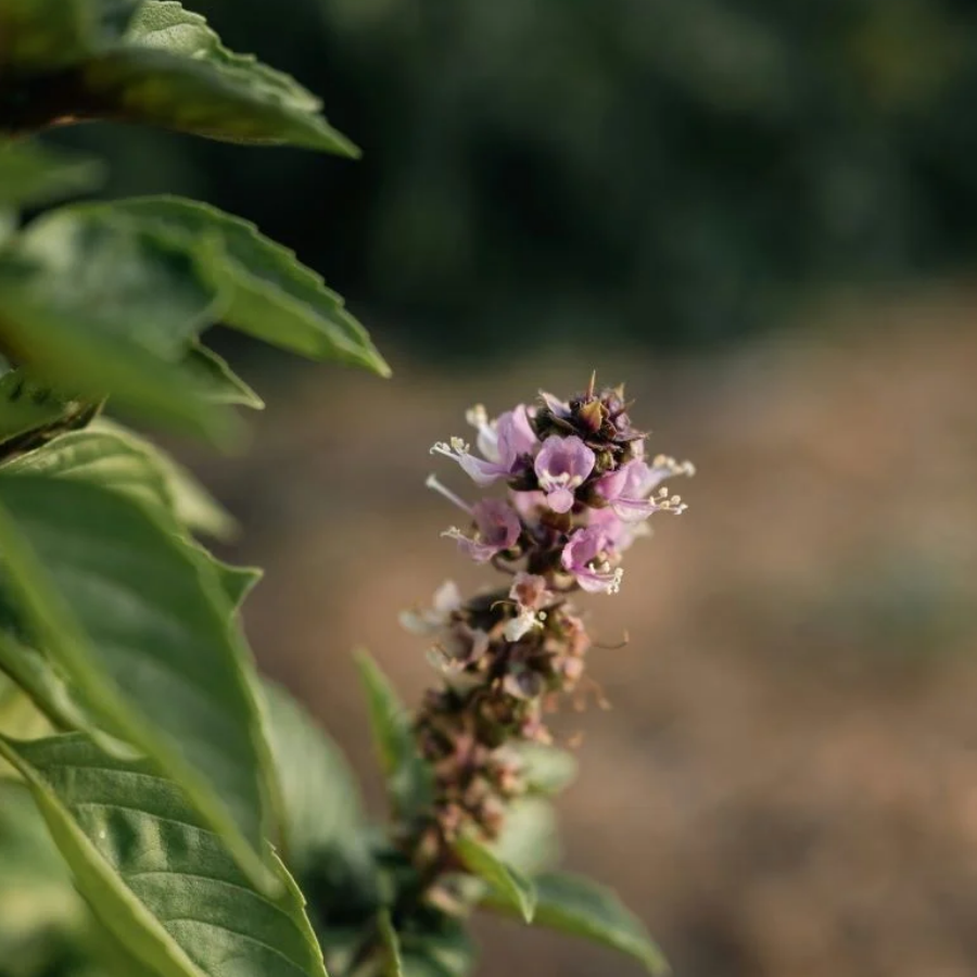 MRS Seeds & Mixtures Basilicum zaden - Kaneel [nl]