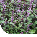 MRS Seeds & Mixtures Basilicum zaden - Kaneel [nl]