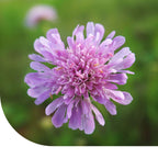 MRS Seeds & Mixtures Beemdkroon – Knautia arvensis [nl]