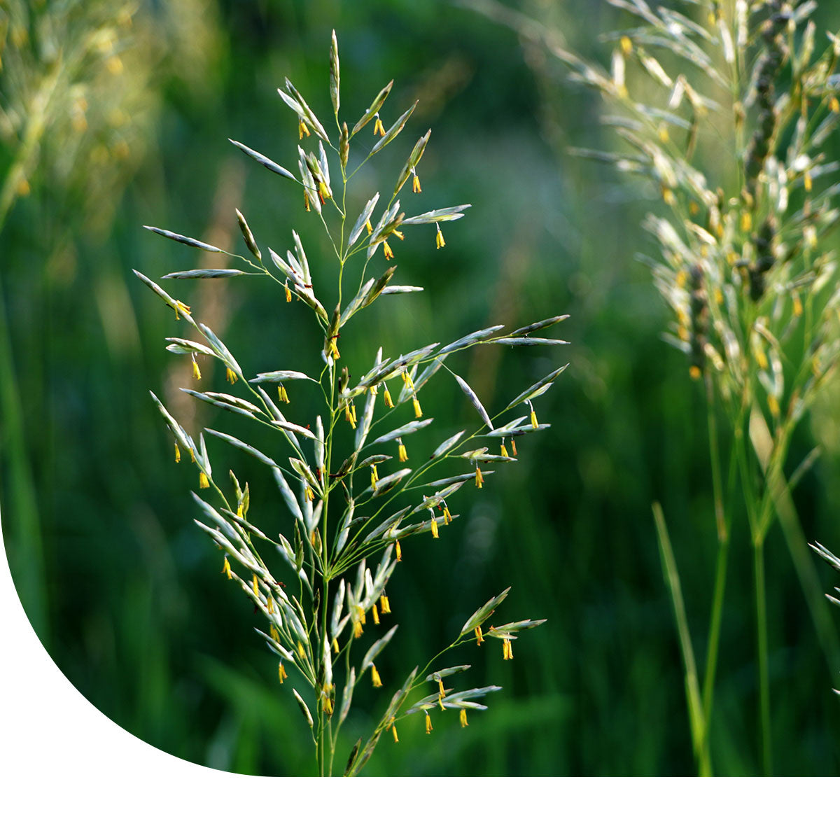 MRS Seeds & Mixtures Beemdlangbloem - Festuca pratensis