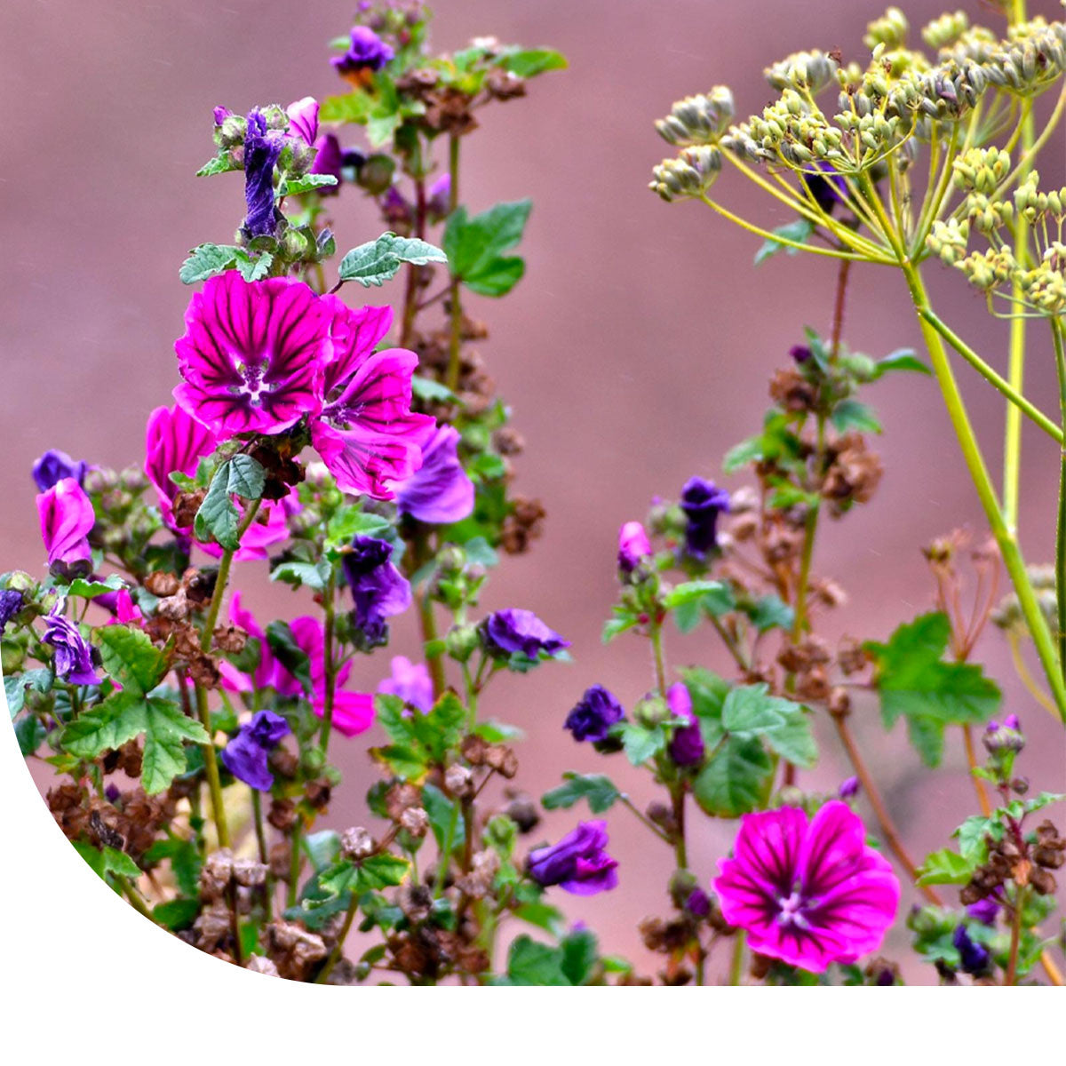 MRS Seeds & Mixtures Beweidingsmengsel Zandgrond - Type BWZ1