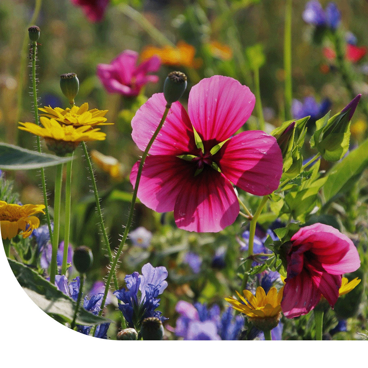 MRS Seeds & Mixtures Bienenweidemischung einjährig - 20 Arten [de]