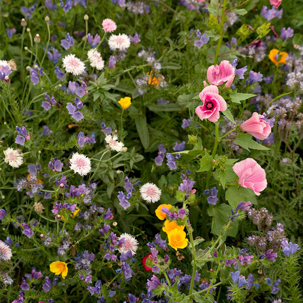 MRS Seeds & Mixtures Bijen & Hommelmengsel 1- en Meerjarig