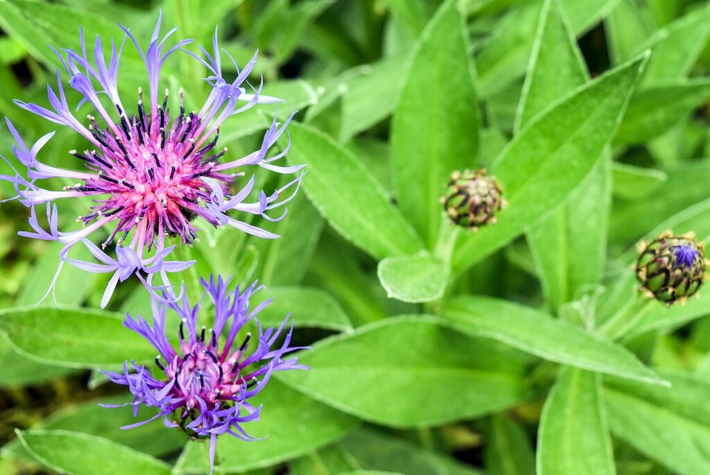 MRS Seeds & Mixtures Bleuet des montagnes - Centaurea montana [fr]