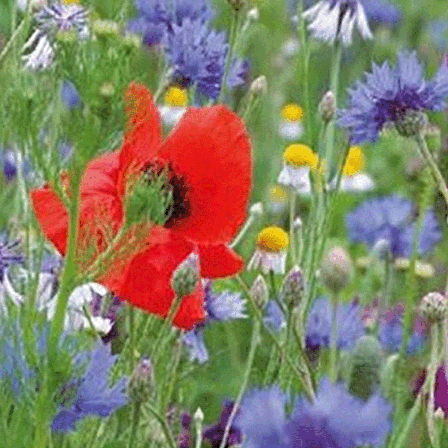 MRS Seeds & Mixtures Bloemenmengsel Inheems