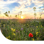 MRS Seeds & Mixtures Bloemenmengsel Inheems [nl]