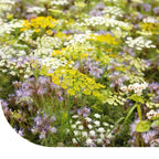 MRS Seeds & Mixtures Bloemenmengsel Nuttige Insecten